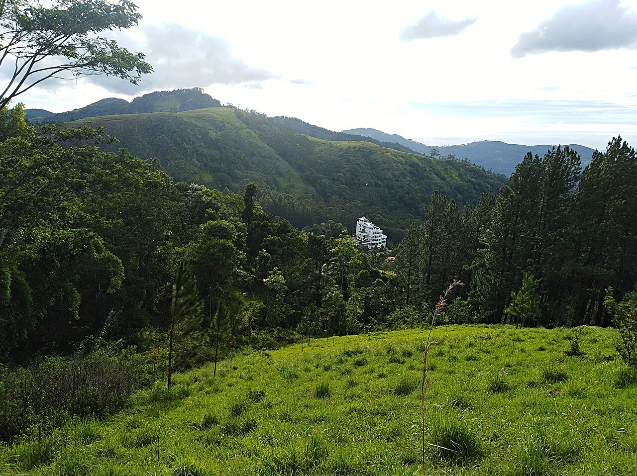 Green hills, pine trees and buildings in Bellwood near Galaha, Sri Lanka